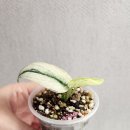 묘한정원 이미지