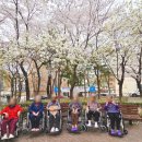우리요양원 목련점 | 24.04.08 봄맞이 꽃구경 나들이