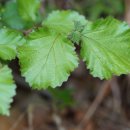 가막살나무Viburnum dilatatum Thunb.(산분꽃나무과 산분꽃나무속) 이미지