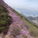 출발확정[울산안내산악회] 3월30일(토) 여수 영취산 진달래꽃 산행 이미지