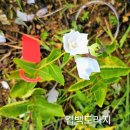 쪽파가 한단에 11,000원 하네요.. 이미지