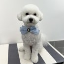 사개절 펫살롱 이미지