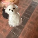 몽개구름 애견유치원 | 인천 간석동 반려견 애견 미용 추천/미용 후기 :: 몽개구름