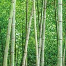 Bamboo 뱀부