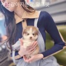 알프펫