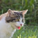 나루동물병원 이미지