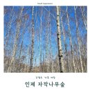 야생화테마펜션 | 🍂 인제 가을꽃축제 – 꽃길만 걷자