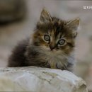 뷰티펫동물병원 이미지