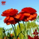 왕의길 민박 이미지