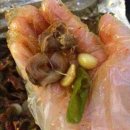 신화불날개 이미지