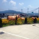 혜성목장 이미지