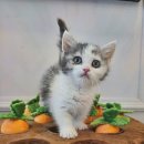 도그마루 강아지고양이 청주점 이미지