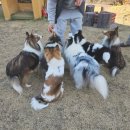 명견 | [가평] 개별마당, 수영장 있는 독채 애견동반 멍펜션 F16 후기