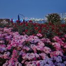 형산강 장미원 이미지