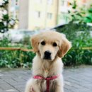 마산애견 이미지