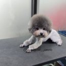 개벤져스(Gaevengers) 이미지