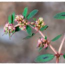 자연-꽃 이미지