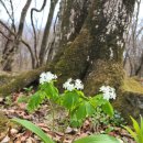 경북 고산 4월의 꽃 이미지