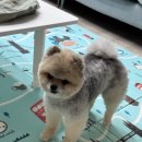 멍멍미용실 이미지