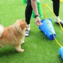 옐레드 애견유치원 & 호텔 고양덕은점 이미지