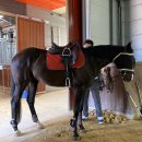 춘천 송암스포츠타운 승마장 이미지