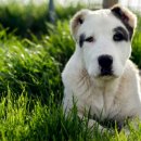 센트럴 독 이미지