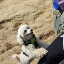 펫미업 | 강아지랑 아차산 등산하기 (부제: 반려견 이동차량 &#39;펫미업&#39; 사용후기)