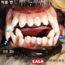 라라동물의료원 | 구로 동물병원, 8개월 비숑 남아, 중성화와 유치 발치 성공 후기, 라라동물의료원