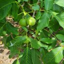 윤이 농장 이미지