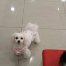 안나 제니 펫샵 이미지