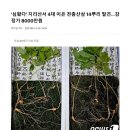 지리산 천종산삼-14뿌리 이미지