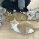너즐(Nuzzle)