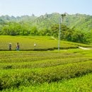 강진허브 이미지