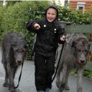 아이리쉬PC 이미지