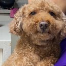 레오네식탁 이미지