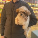 미용닷컴 | 주세요 닷컴으로 파양/유기견 강아지 입양하기 ㅣ주세요닷컴 입양 후기