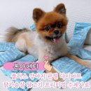 이플러스아진 | 강아지 간식 겸 사료로 좋은 본아티페