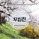 흥덕전통시장 | 청주 무심천 벚꽃 | 인기 푸드트럭 2곳 방문 후기, 더글로리 촬영지 용화사 산책