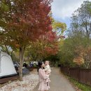 느티골길 | 용인근교단풍 맛집 단풍길 자연휴양림 주차꿀팁&amp;총정리 실시간 개화