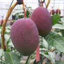 에이스산업개발 | ‘온도관리로망고출하시기분산’표준재배기술개발 / “꿀벌보호와생태계보전”다부처협력체계강화...