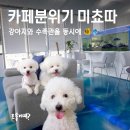 신동-74 | 수원 신동 루프탑 애견카페 ‘보고싶당개’ 수족관+실내+루프탑 완벽조합!