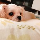 용인24시 아이온동물메디컬센터 | 용인24시동물병원 아이온동물메디컬센터 노령견 호르몬 치료 후기