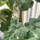 🍅D+56｜드디어 첫 꽃 개화! 🌼 곁순 제거 시기 &amp; 꽃대...총정리(다이소 방울토마토 키우기 + 쓰레기통 화분)