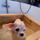 고려 애견 미용실 이미지