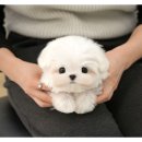 부산강아지분양 앨리펫 | 부산강아지분양 말티즈분양 슬기롭게