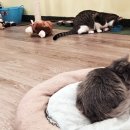 토론토 캣 이미지