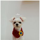 오도DOG 펫살롱 이미지