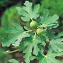 [4월 5일 탄생화] 무화과(Fig-Tree) : 풍부 이미지