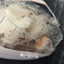 수사랑 동물병원 이미지