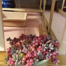 연화농장 이미지